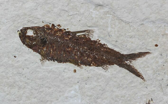 Detailed, Knightia Fossil Fish - Wyoming #57079